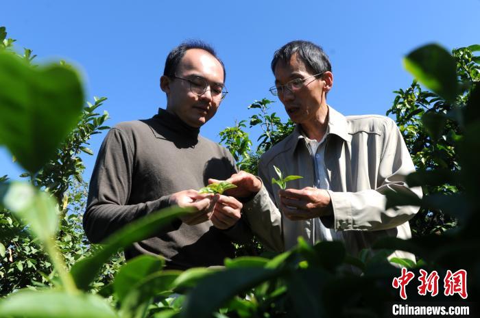 曾冠穎和父親正在茶園查看茶葉生長(zhǎng)情況。　張金川 攝