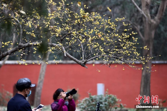 南京明孝陵蠟梅綻放吸引游客