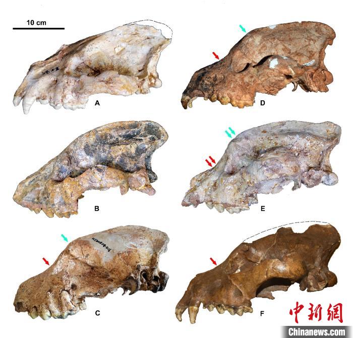 三種短吻碩鬣狗亞種的頭骨形態(tài)比較。劉金毅 供圖