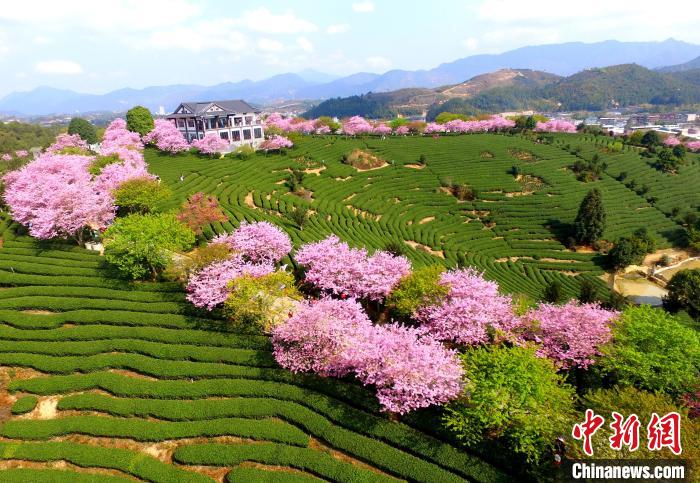 航拍臺(tái)品櫻花茶園?！⊥鯑|明 攝