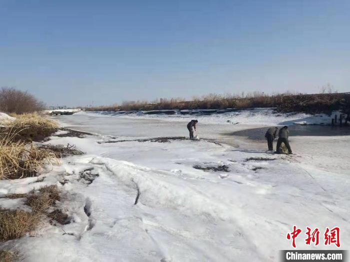 雪未融鳥已歸中國(guó)北疆投食6.6萬(wàn)斤為候鳥“接風(fēng)”