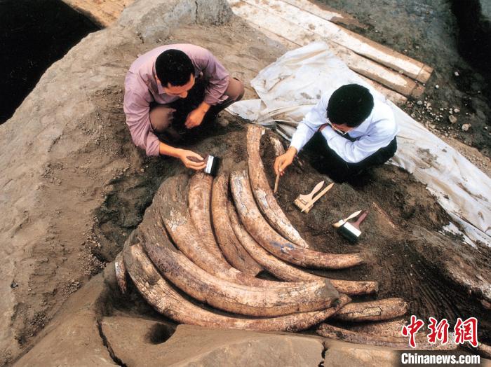 金沙遺址祭祀?yún)^(qū)大型象牙坑發(fā)掘情景。金沙遺址供圖