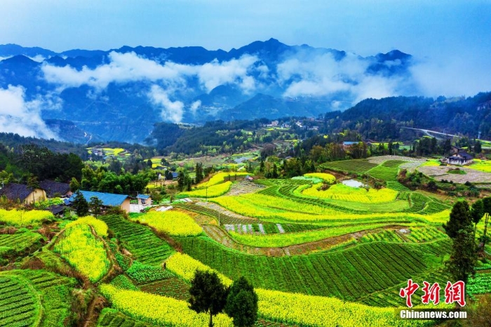 湖北巴東千畝油菜花綻放 梯田花海風(fēng)景如畫(huà)