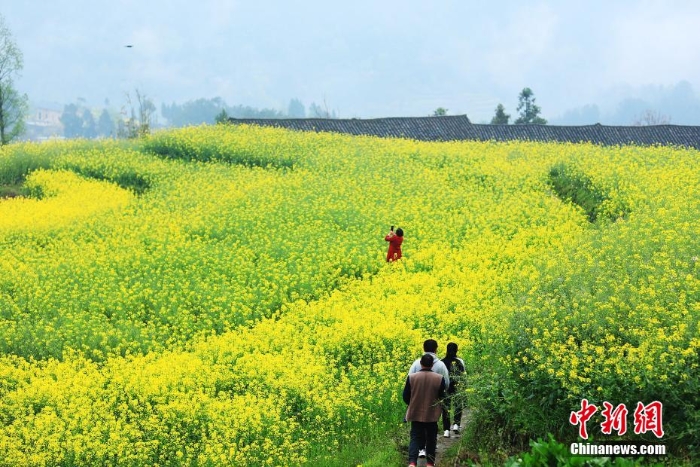 湖北巴東千畝油菜花綻放 梯田花海風(fēng)景如畫(huà)