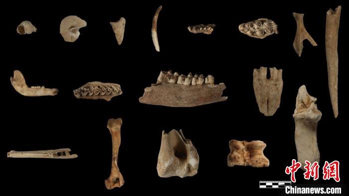圖為貴安招果洞遺址出土的動(dòng)物遺骸。　貴州省文物考古研究所提供 攝
