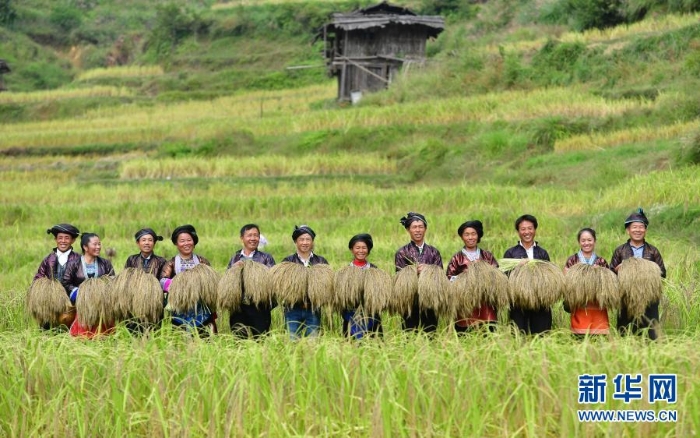 在廣西融水苗族自治縣良寨鄉(xiāng)大里村，村民們?cè)谡故緞倓偸崭畹拿撠毺厣a(chǎn)品——紫黑香糯（2018年10月12日攝）。.jpg