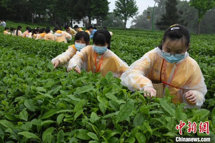 圖為兩岸青少年在茶山體驗(yàn)采茶?！≈芤?攝