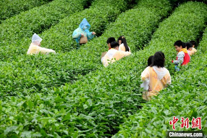 圖為兩岸青少年在茶山體驗(yàn)采茶?！≈芤?攝