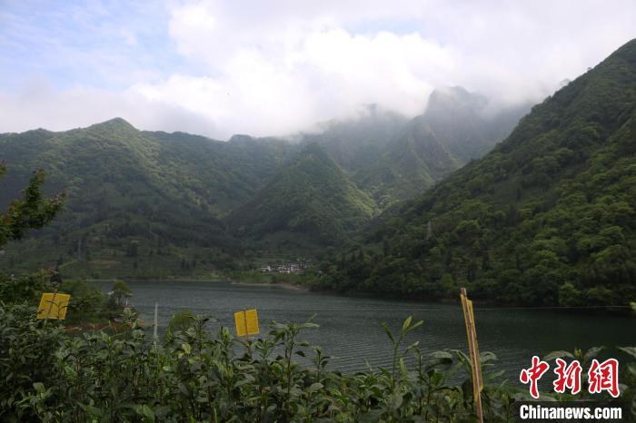 海外華文媒體深山探訪太平猴魁制作技藝