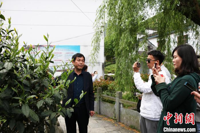 方繼凡向海外華文媒體代表介紹太平猴魁茶樹生長情況 劉浩 攝