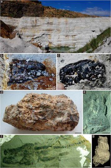 漳浦生物群產(chǎn)地的野外露頭和各類化石。中國科學(xué)院南京地質(zhì)古生物研究所 供圖 南古所 供圖 攝