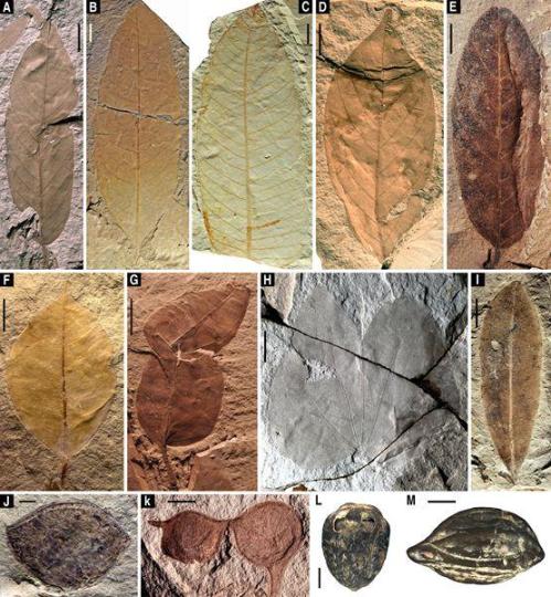 漳浦生物群的代表性植物化石。中國科學(xué)院南京地質(zhì)古生物研究所 供圖 南古所 供圖 攝