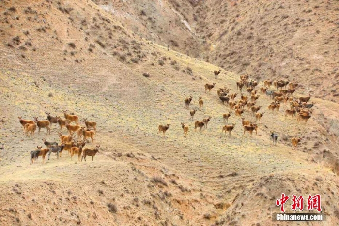 難得一見！祁連山下野生動(dòng)物“組團(tuán)”出道擺造型