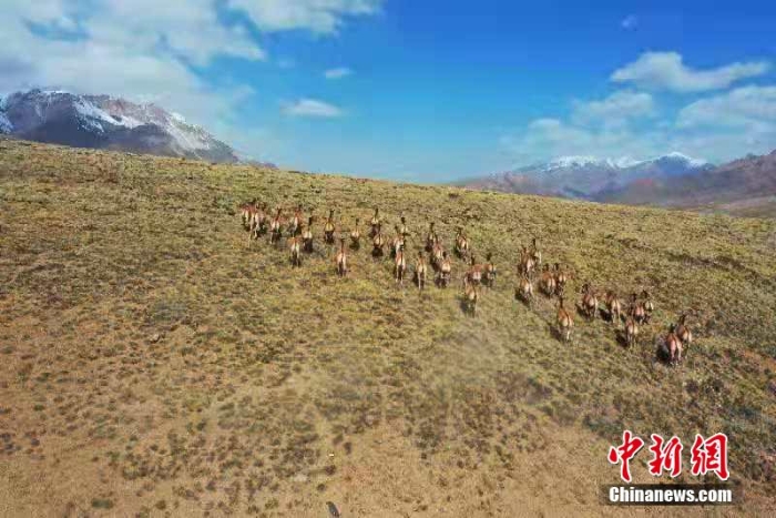 難得一見！祁連山下野生動(dòng)物“組團(tuán)”出道擺造型