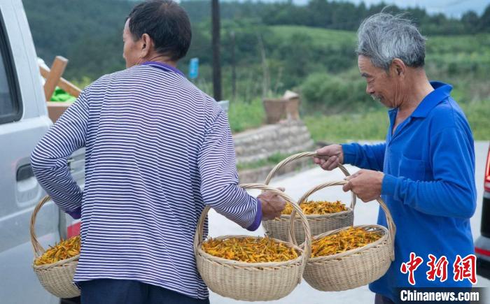 村民將烘干的黃花裝上貨車。(四川省臺辦 供圖)