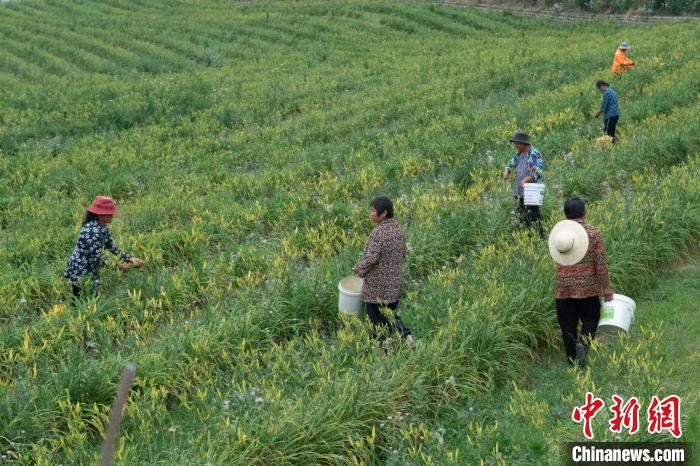 村民采摘黃花。(四川省臺辦 供圖)