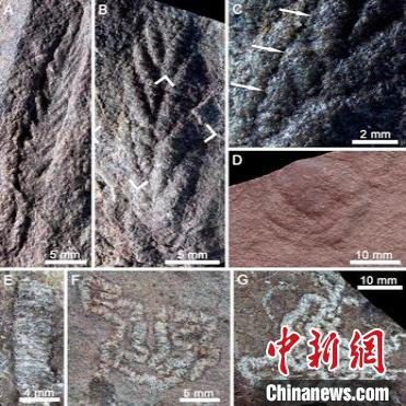 科研人員在青藏地區(qū)發(fā)現(xiàn)埃迪卡拉生物群化石