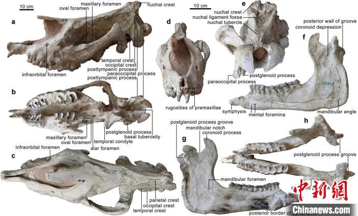 “臨夏巨犀”的頭骨和下頜骨正型標本?！≈锌圃汗偶棺邓?供圖