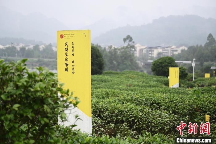 6月25日，四川成都邛崍夾關(guān)鎮(zhèn)茶園里樹立著各民主黨派生態(tài)茶園的牌子?！埮d龍 攝