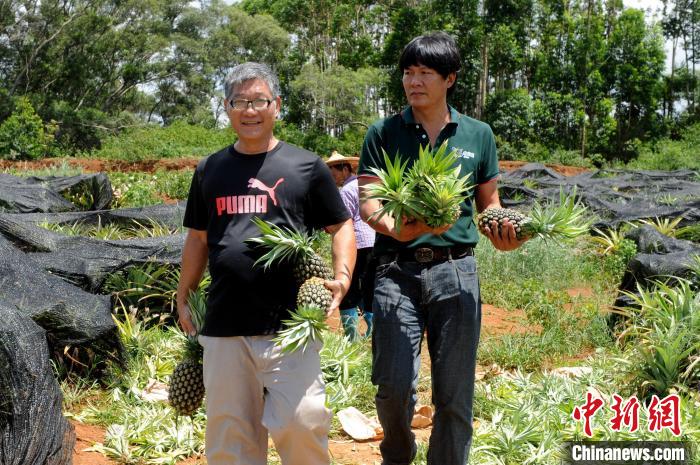 鳳梨農(nóng)場喜迎豐收季，曾熒煊喜形于色?！埥鸫?攝