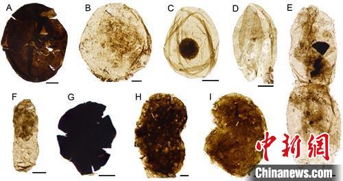 中外古生物學家在“枯燥的十億年”中發(fā)現(xiàn)古代精美微體化石