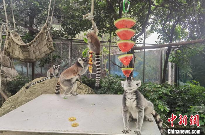 成都動(dòng)物園為動(dòng)物花式避暑。　成都動(dòng)物園供圖