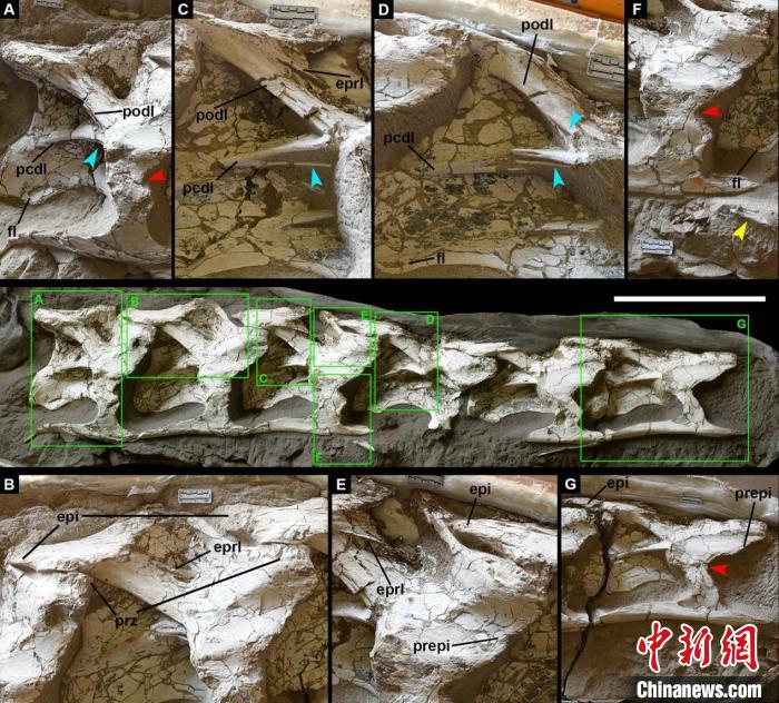 中國絲路巨龍化石正型標本?！≈锌圃汗偶棺邓?供圖