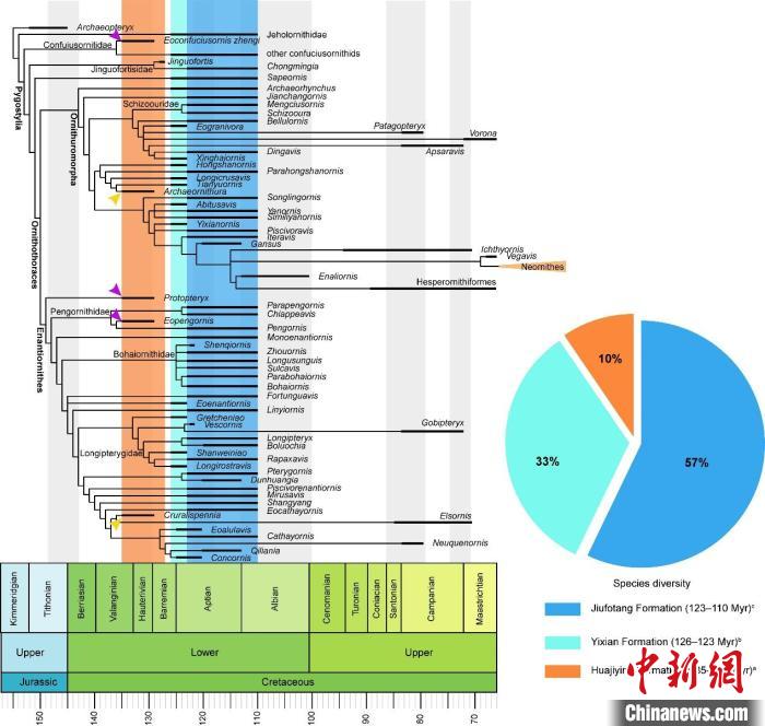 熱河生物群3個(gè)演化階段中鳥(niǎo)類(lèi)物種多樣性的變化：階段I分布范圍局限，階段II和III分布范圍更廣。　中科院古脊椎所 供圖