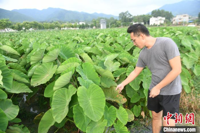 臺(tái)青以廣西青山秀水做農(nóng)業(yè)“文章”產(chǎn)品暢銷東盟