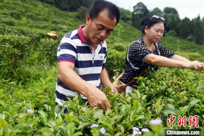 楊旻倫與妻子賴?yán)蚍荚诓枞~種植基地采摘茶葉?！∈Y雪林 攝