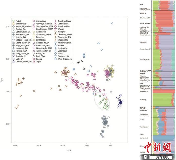左圖灰色圈中為烏茲別克斯坦古人群。右圖綠色：安納托利亞人；紅色：伊朗人；紫色：歐亞草原有關(guān)古人群?！≈锌圃汗偶棺邓?供圖