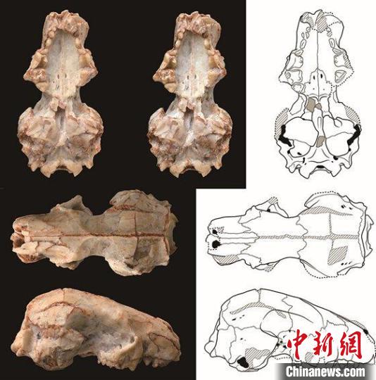 中國(guó)新發(fā)現(xiàn)2000萬(wàn)年前短面猬化石與北美“親戚”更密切