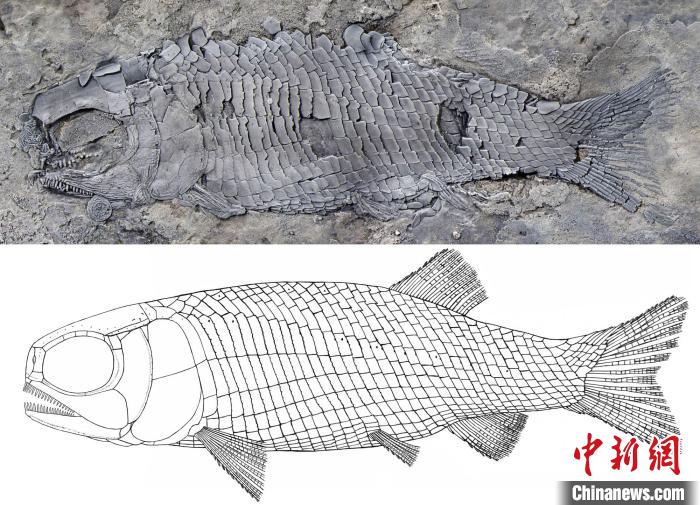 亞洲肋鱗裂齒魚正型標本和復原圖?！⌒旃廨x 供圖