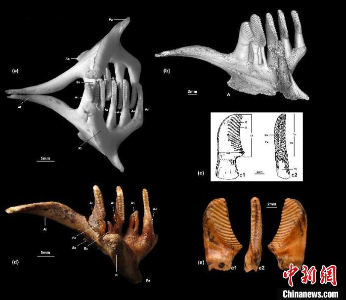 相關(guān)草魚咽骨及其咽齒、行齒等掃苗圖。　中科院古脊椎所 供圖