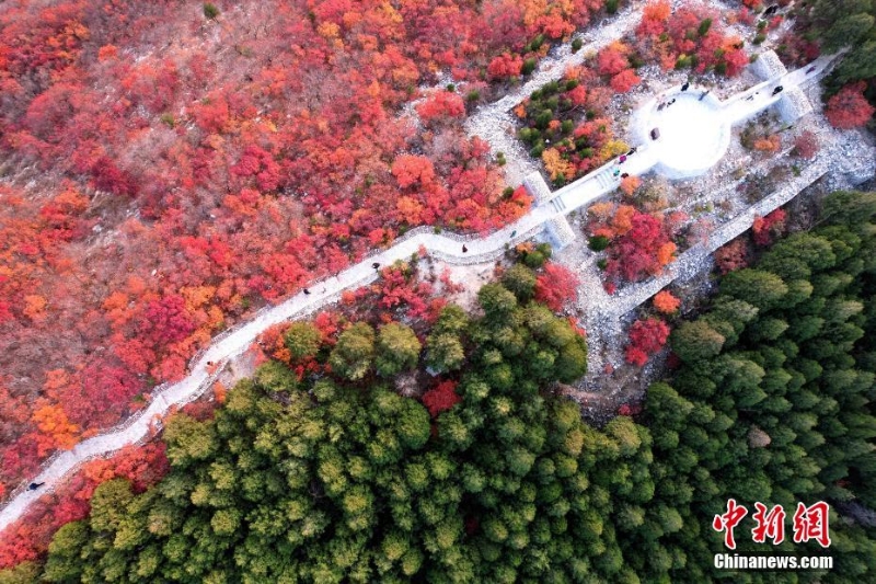 航拍濟(jì)南蝎子山 半邊翠綠半邊紅