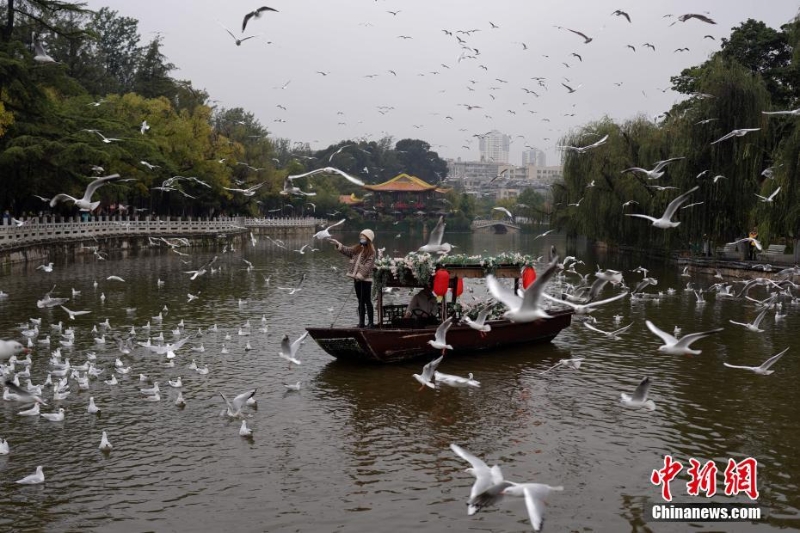 紅嘴鷗進(jìn)入云南昆明越冬