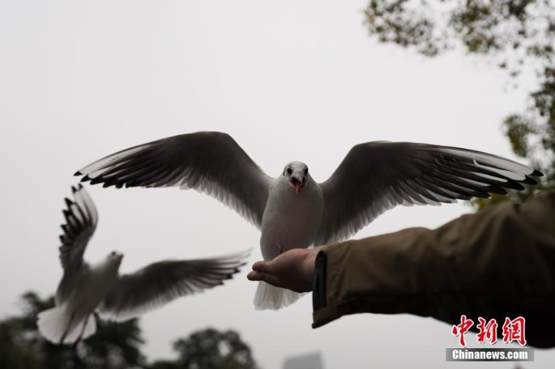 紅嘴鷗進(jìn)入云南昆明越冬