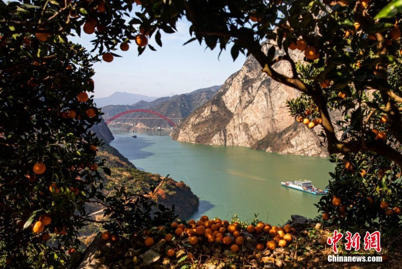 三峽秭歸：橙黃橘綠映峽江