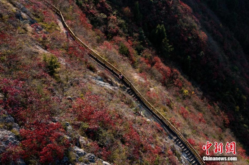 重慶巫山漫山紅葉迎客來