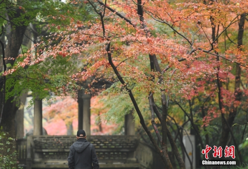 杭州西湖初冬紅楓艷