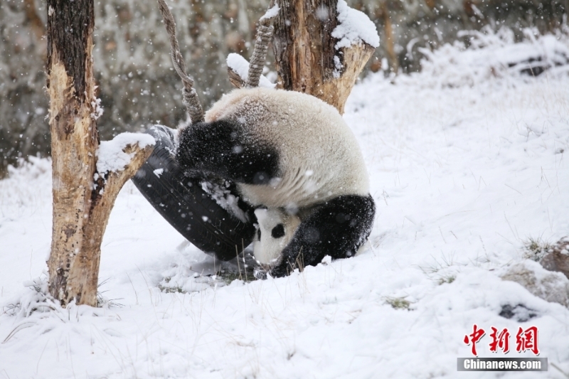 四川阿壩：大熊貓“小禮物”雪中嬉戲