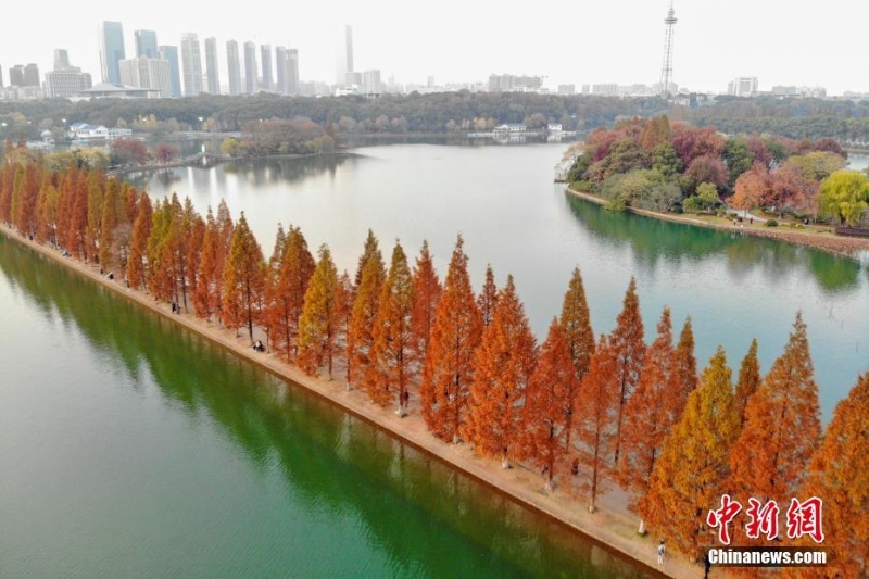 長沙“最美水上步行道”迎最佳觀賞期