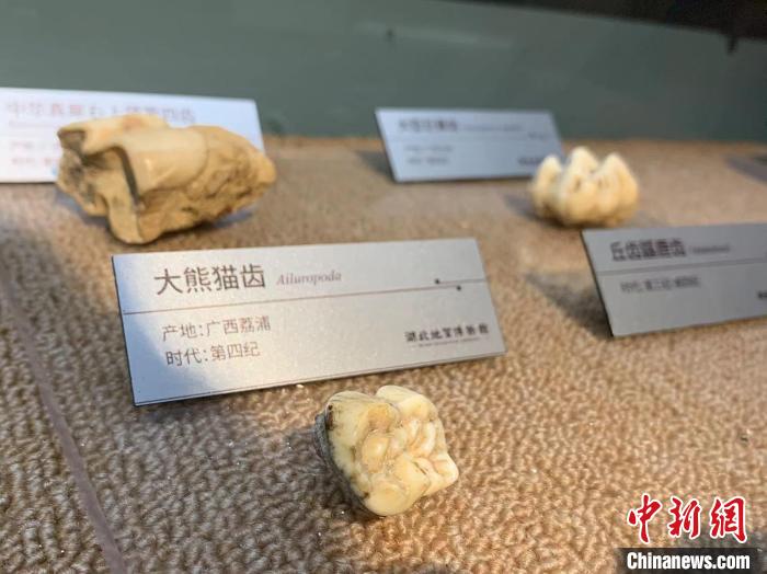 圖為湖北地質(zhì)博物館的部分藏品 武一力 攝