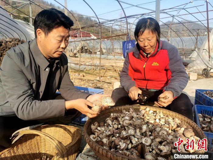 南漳縣薛坪鎮(zhèn)普陀庵村，村民在易遷安置點(diǎn)的香菇合作社務(wù)工 胡傳林 攝