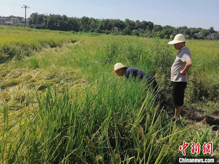 桃江縣中華保險公司聘請的農業(yè)技術專家在田間查勘災情?！∠母沸?攝