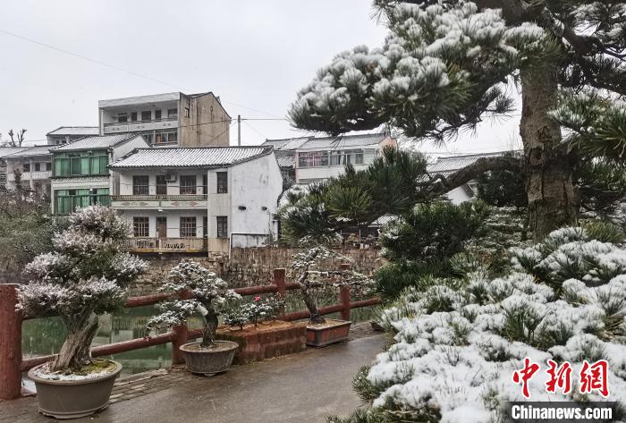 圖為：寧波奉化溪口鎮(zhèn)三十六灣村綠植上堆起雪花?！≡ǔ?通訊員) 攝