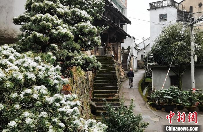 圖為：寧波奉化溪口鎮(zhèn)三十六灣村綠植上堆起雪花?！≡ǔ?通訊員) 攝