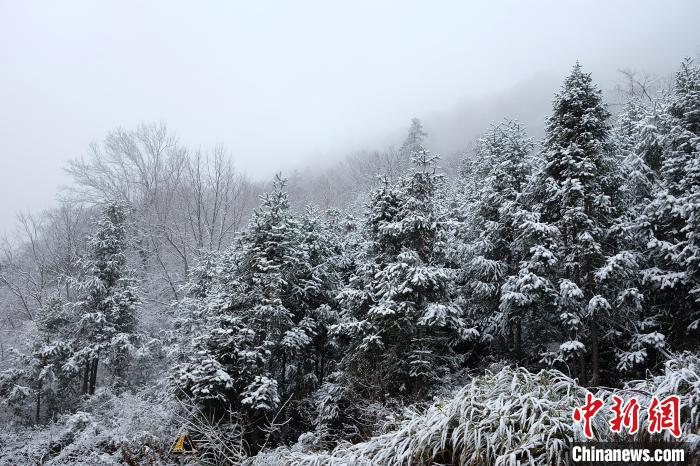 圖為：浙江金華北山迎來(lái)降雪?！堎?通訊員) 攝