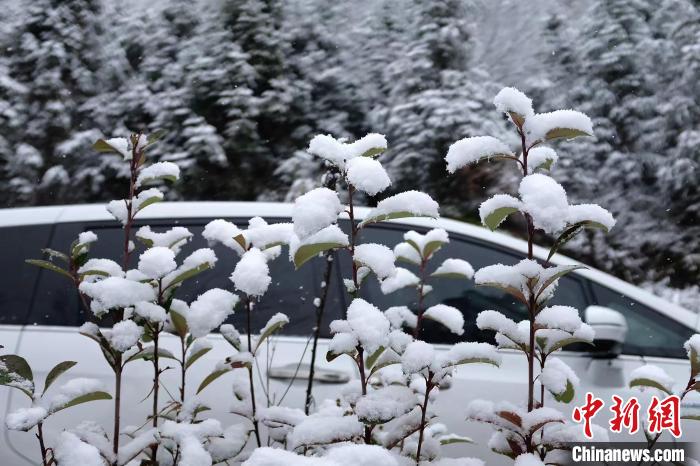 圖為：浙江金華北山的綠植樹(shù)葉上堆起皚皚白雪?！堎?通訊員) 攝