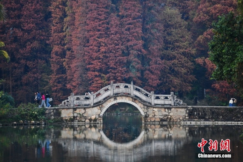 廣州華南植物園落羽杉換“冬裝”